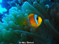 Nemo by Niky Šímová 